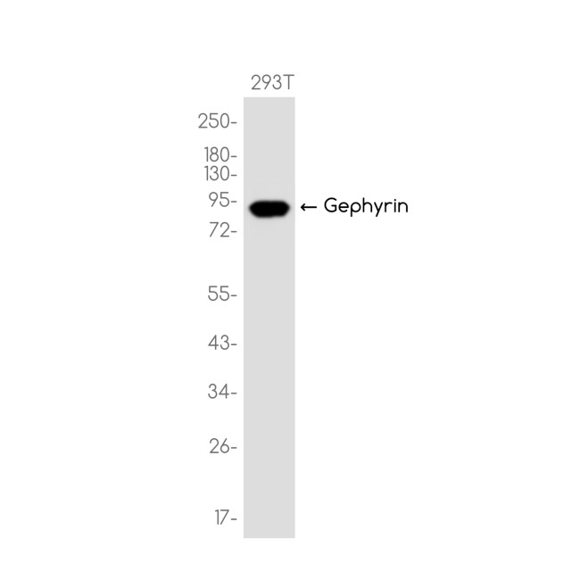 Gephyrin Antibody in Western Blot (WB)