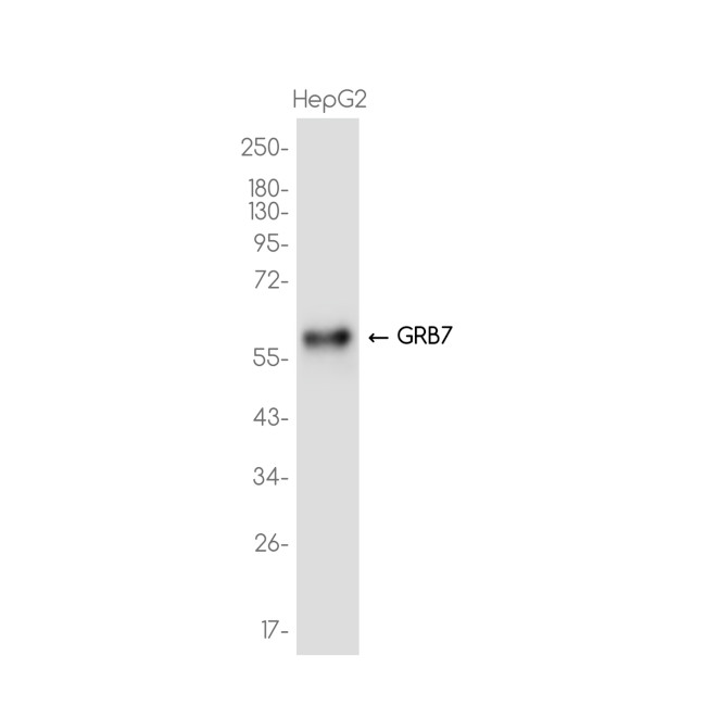 GRB7 Antibody in Western Blot (WB)