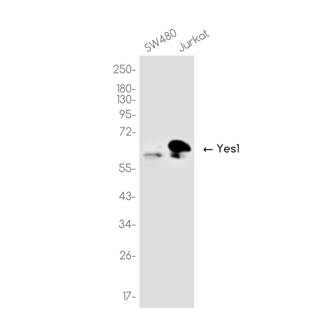 YES1 Antibody in Western Blot (WB)