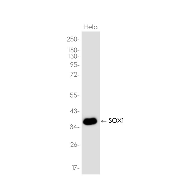 SOX1 Antibody in Western Blot (WB)