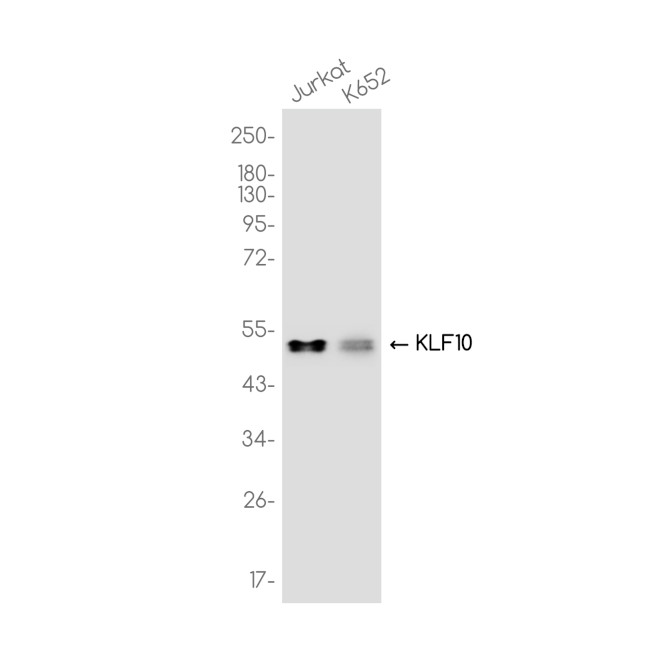 KLF10 Antibody in Western Blot (WB)