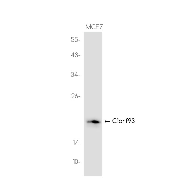 FAM213B Antibody in Western Blot (WB)
