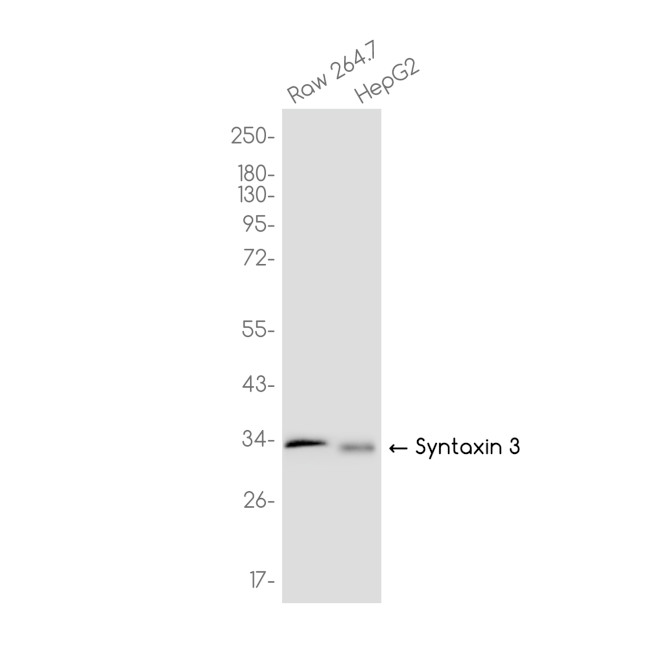 Syntaxin 3 Antibody in Western Blot (WB)