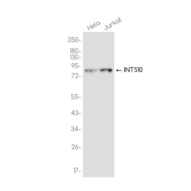 INTS10 Antibody in Western Blot (WB)