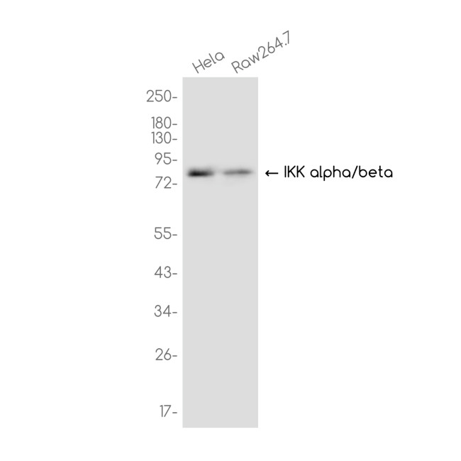 IKK alpha/beta Antibody in Western Blot (WB)