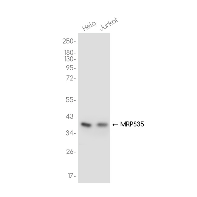 MRPS35 Antibody in Western Blot (WB)