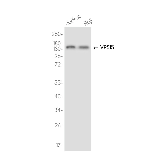 PIK3R4 Antibody in Western Blot (WB)