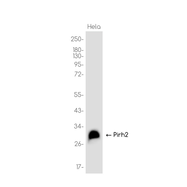 Pirh2 Antibody in Western Blot (WB)
