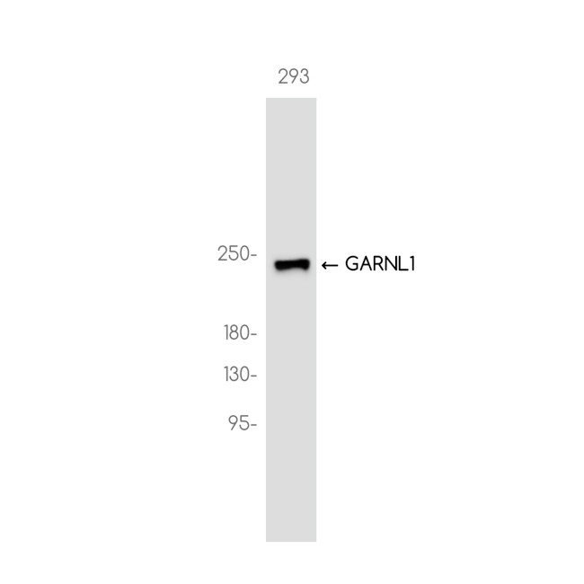 RALGAPA1 Antibody in Western Blot (WB)