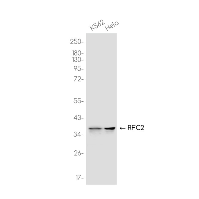 RFC2 Antibody in Western Blot (WB)