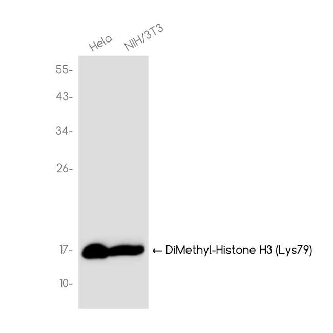 H3K79me2 Antibody in Western Blot (WB)