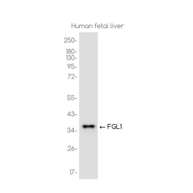 FGL1 Antibody in Western Blot (WB)