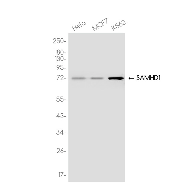 SAMHD1 Antibody in Western Blot (WB)