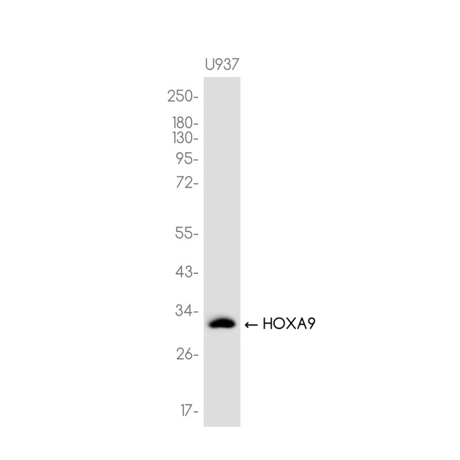 HOXA9 Antibody in Western Blot (WB)