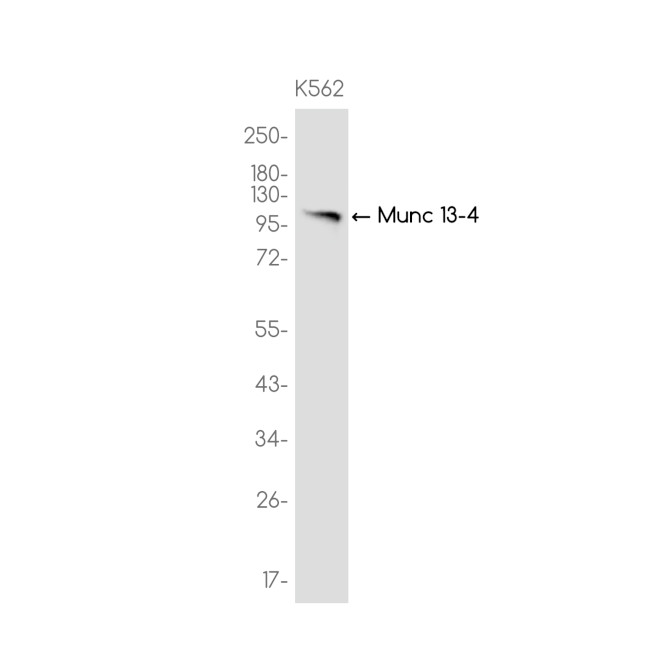 Munc13-4 Antibody in Western Blot (WB)