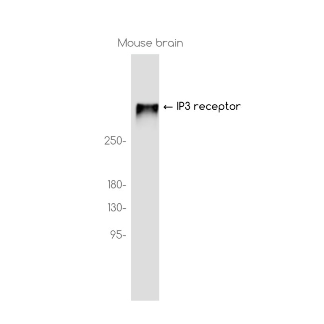 IP3 Receptor 1 Antibody in Western Blot (WB)