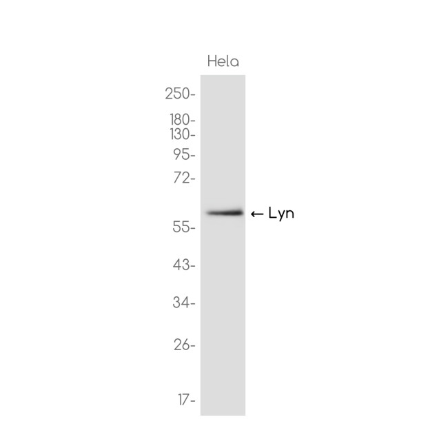Lyn Antibody in Western Blot (WB)