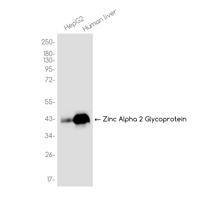 AZGP1 Antibody in Western Blot (WB)