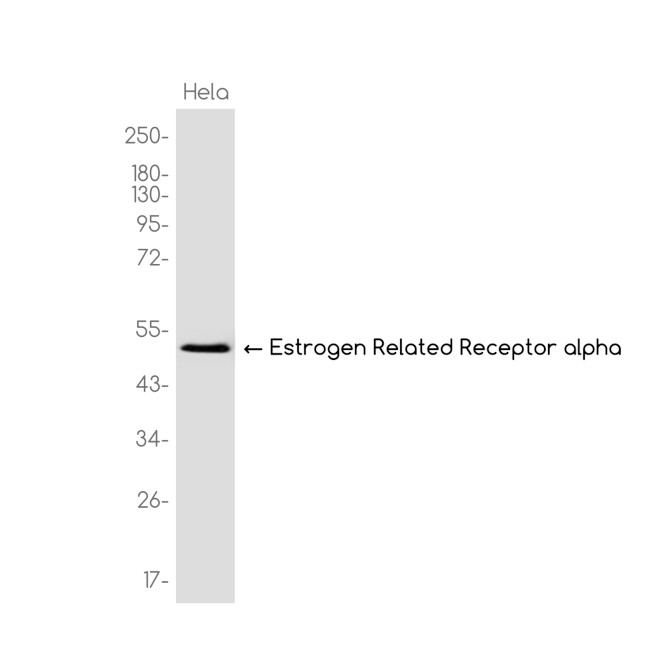 ESRRA Antibody in Western Blot (WB)
