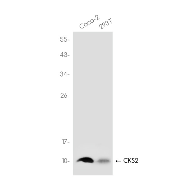 CKS2 Antibody in Western Blot (WB)