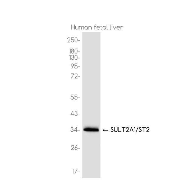 SULT2A1 Antibody in Western Blot (WB)