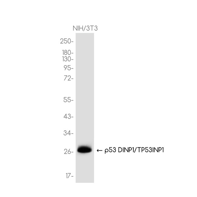 p53DINP1 Antibody in Western Blot (WB)