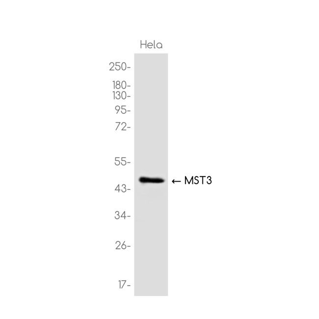 MST3 Antibody in Western Blot (WB)