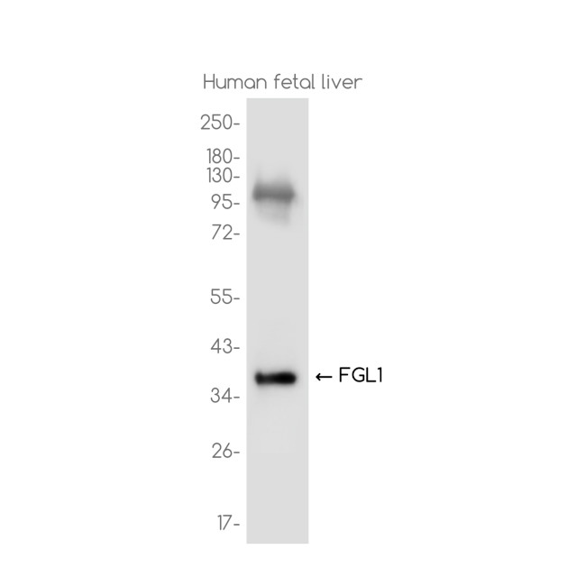 FGL1 Antibody in Western Blot (WB)