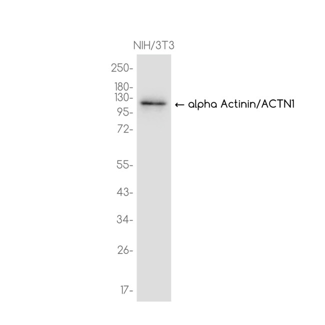 alpha Actinin 1 Antibody in Western Blot (WB)
