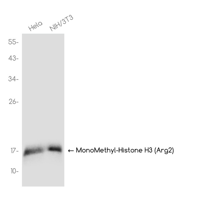 H3R2me1 Antibody in Western Blot (WB)