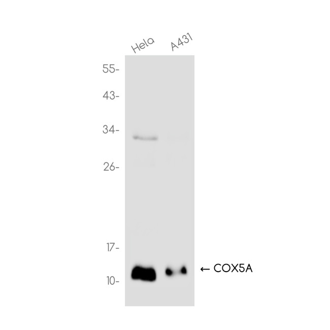 COX5A Antibody in Western Blot (WB)