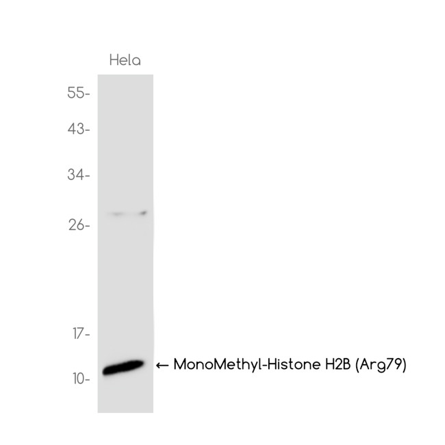 H2BR79me1 Antibody in Western Blot (WB)