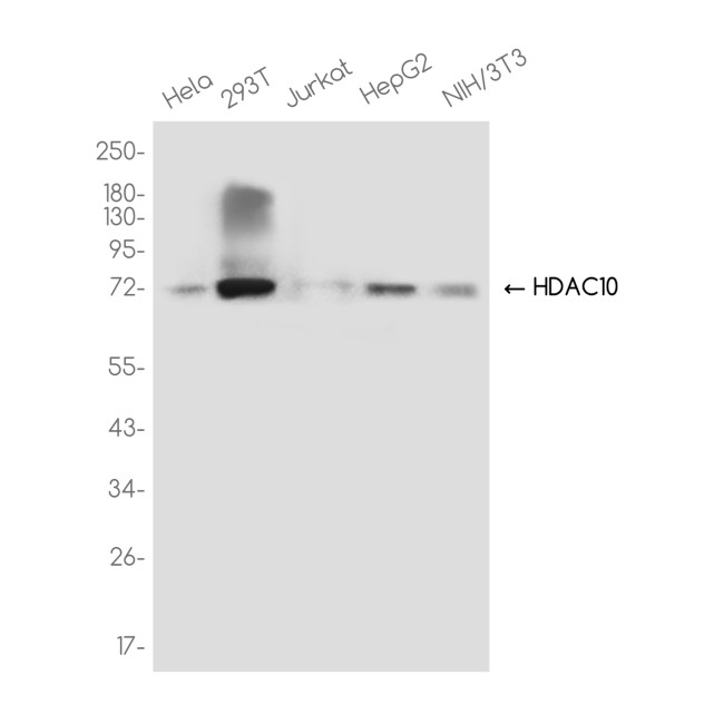 HDAC10 Antibody in Western Blot (WB)