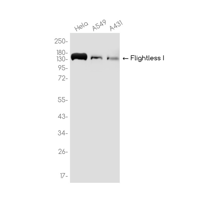 FLII Antibody in Western Blot (WB)