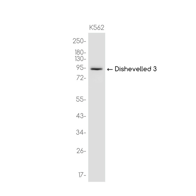 DVL3 Antibody in Western Blot (WB)