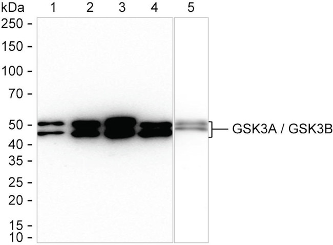 GSK3 alpha/beta Antibody in Western Blot (WB)