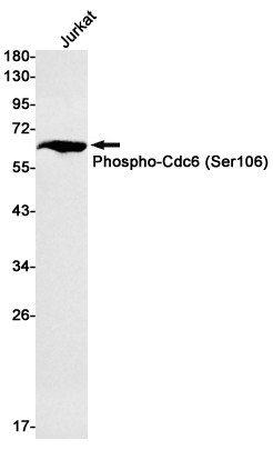 Phospho-Cdc6 (Ser106) Antibody in Western Blot (WB)