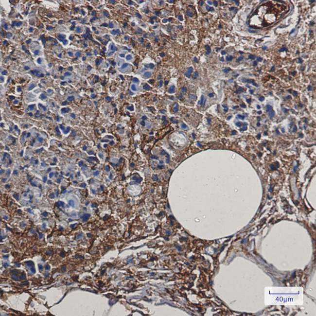 Creatine Kinase BB Antibody in Immunohistochemistry (Paraffin) (IHC (P))