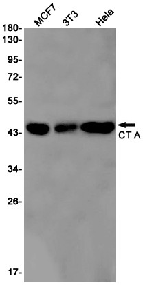 PCYT1A Antibody in Western Blot (WB)