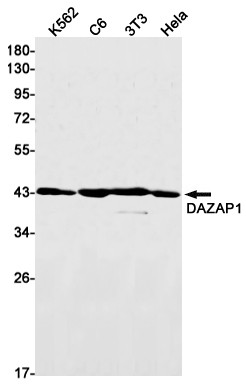 DAZAP1 Antibody in Western Blot (WB)