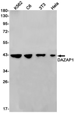 DAZAP1 Antibody in Western Blot (WB)