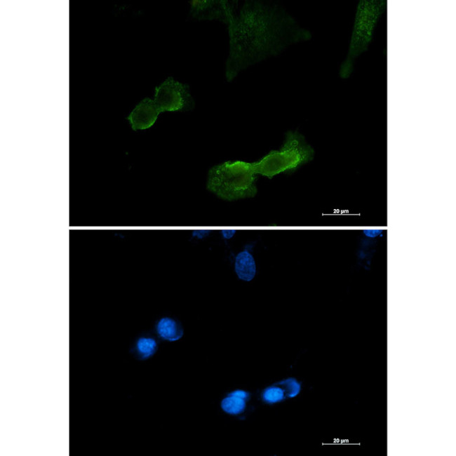 DCLK1 Antibody in Immunocytochemistry (ICC/IF)