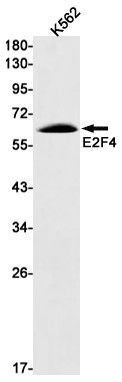E2F4 Antibody in Western Blot (WB)