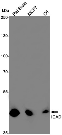 ICAD Antibody in Western Blot (WB)