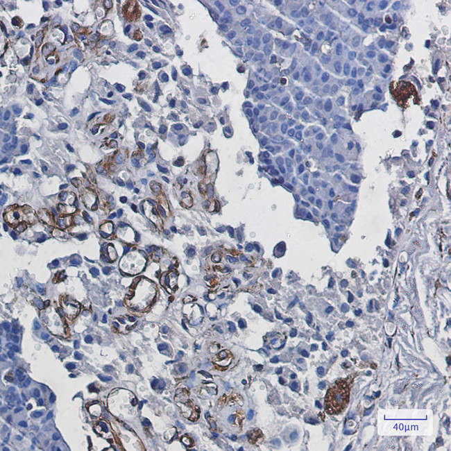 Staufen Antibody in Immunohistochemistry (Paraffin) (IHC (P))
