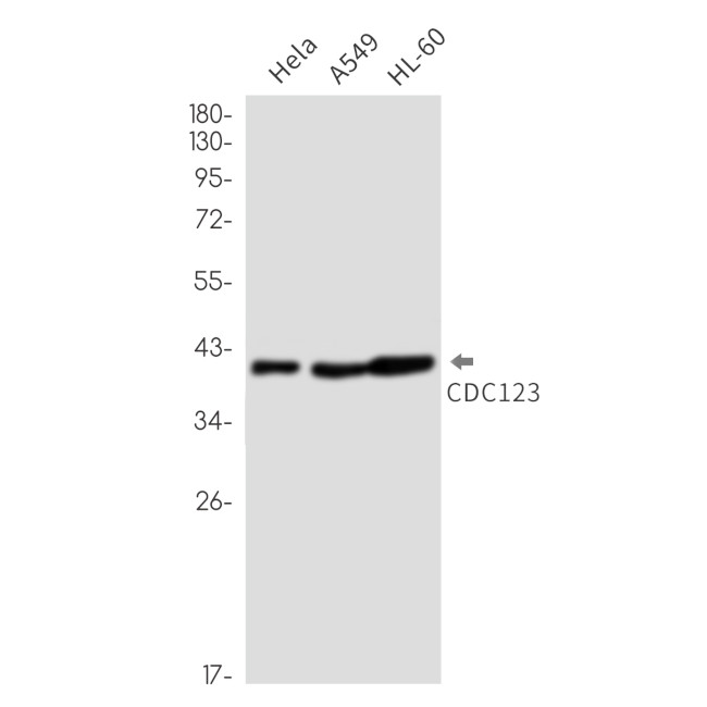 CDC123 Antibody in Western Blot (WB)