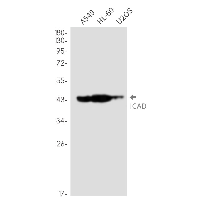 ICAD Antibody in Western Blot (WB)