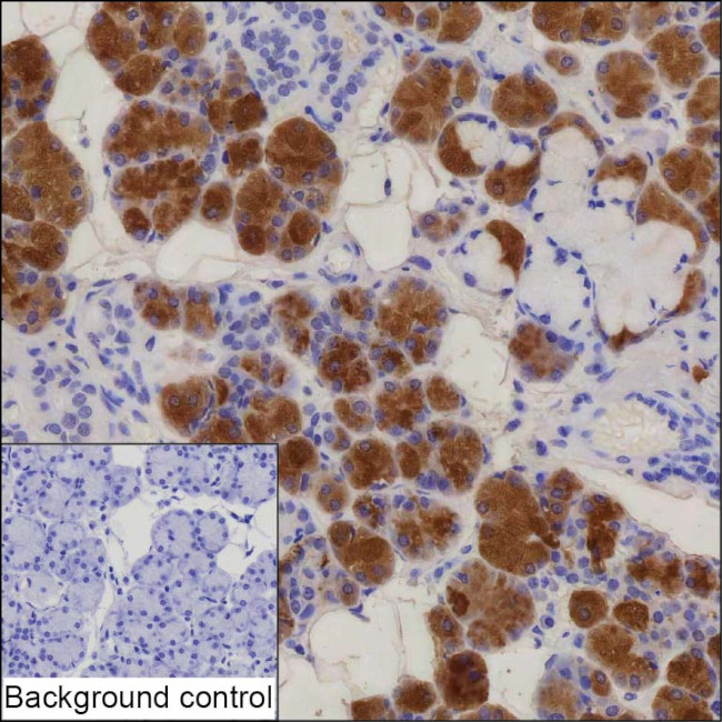 CST1 Antibody in Immunohistochemistry (Paraffin) (IHC (P))