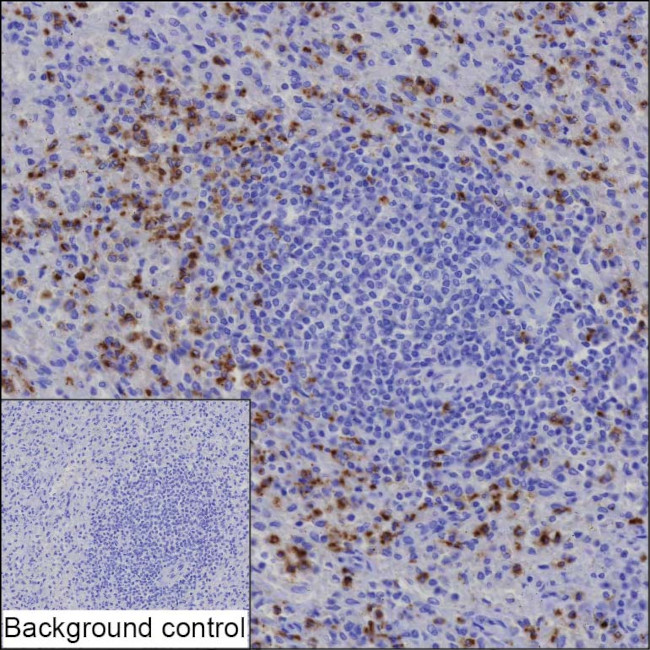 CEACAM8 Antibody in Immunohistochemistry (Paraffin) (IHC (P))