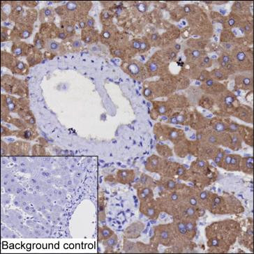 Golgi protein 58k Antibody in Immunohistochemistry (Paraffin) (IHC (P))